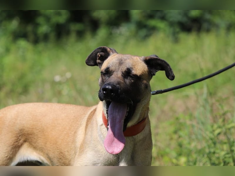 LUNA - die kluge, lernwillige und aufgeschlossene Hündin sucht ein tolles Für-Immer Zuhause LUNA - die kluge, lernwillige und aufgeschlossene Hündin sucht ein tolles Für-Immer Zuhause