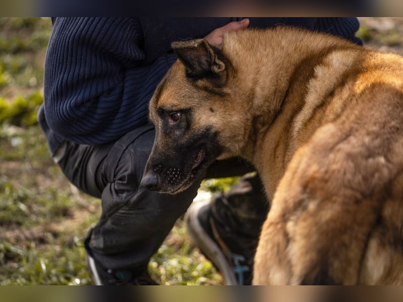 TARIK - ein Muss für alle Schäferhund-Fans!
