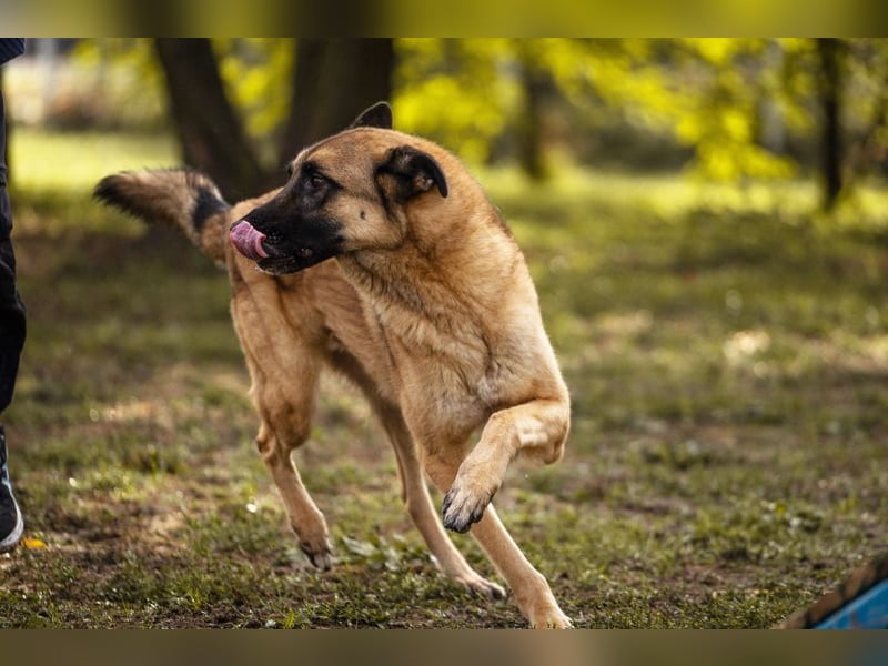 TARIK - ein Muss für alle Schäferhund-Fans!