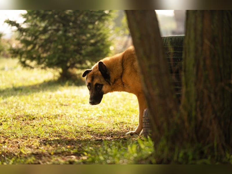 TARIK - ein Muss für alle Schäferhund-Fans!