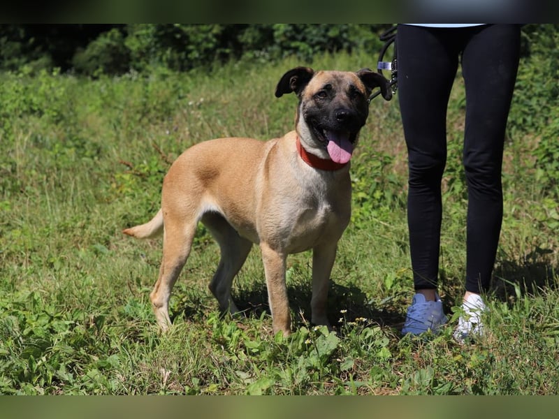 LUNA - die kluge, lernwillige und aufgeschlossene Hündin sucht ein tolles Für-Immer Zuhause LUNA - die kluge, lernwillige und aufgeschlossene Hündin sucht ein tolles Für-Immer Zuhause