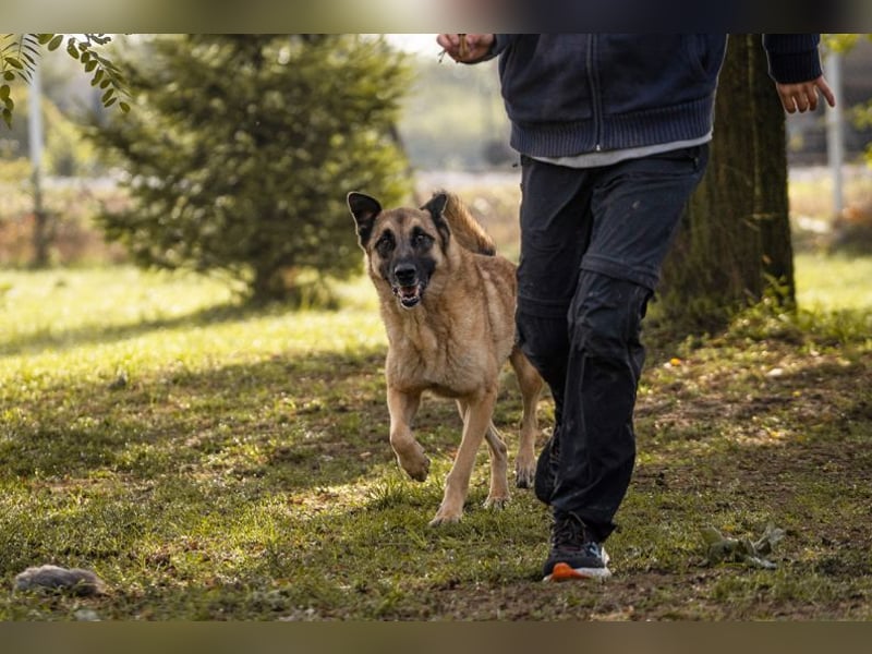 TARIK - ein Muss für alle Schäferhund-Fans!