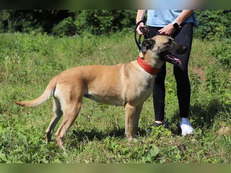 LUNA - die kluge, lernwillige und aufgeschlossene Hündin sucht ein tolles Für-Immer Zuhause LUNA - die kluge, lernwillige und aufgeschlossene Hündin sucht ein tolles Für-Immer Zuhause