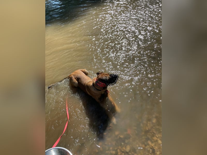 Zuhause für Akira gesucht - eine treue, sensible Gefährtin