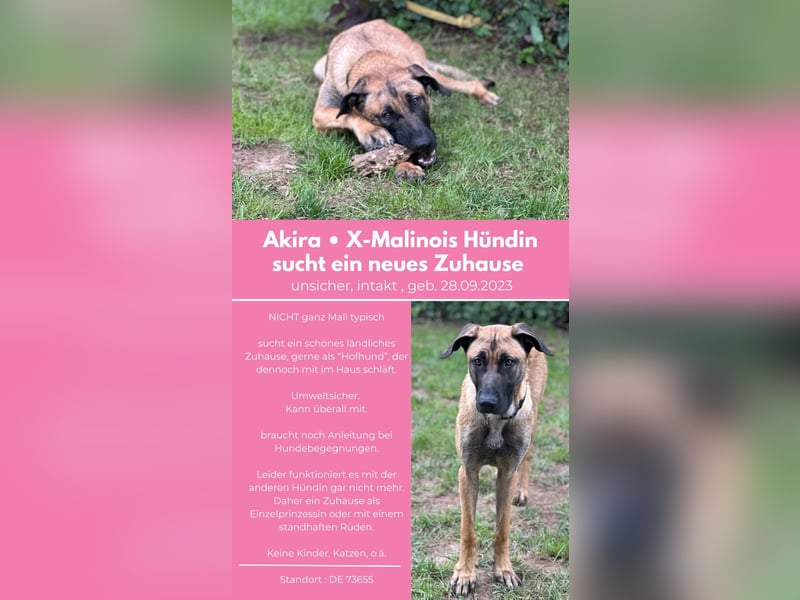 Zuhause für Akira gesucht - eine treue, sensible Gefährtin