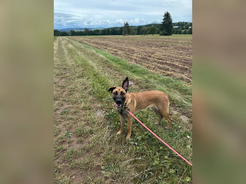 Zuhause für Akira gesucht - eine treue, sensible Gefährtin