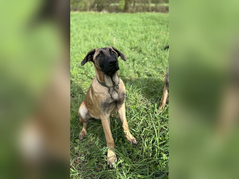 Zuhause für Akira gesucht - eine treue, sensible Gefährtin