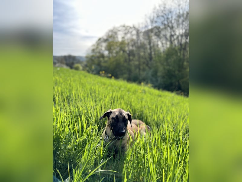 Zuhause für Akira gesucht - eine treue, sensible Gefährtin