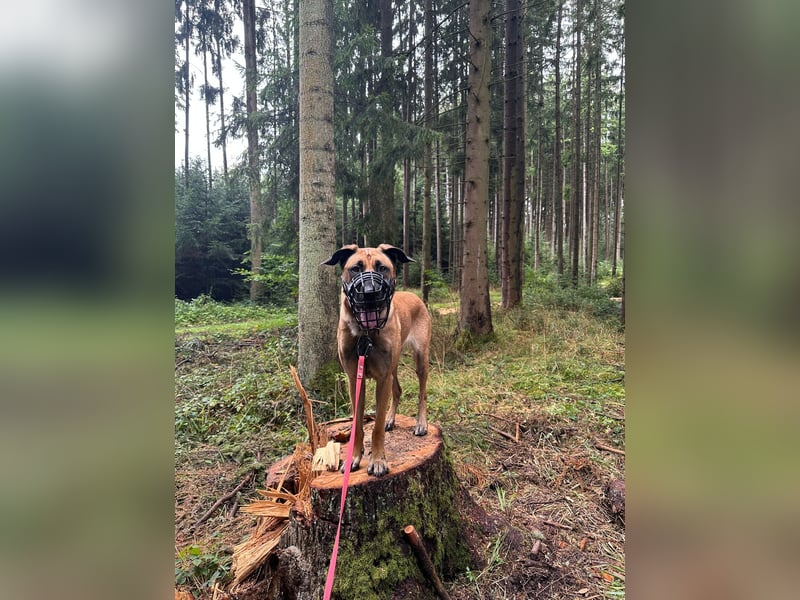 Zuhause für Akira gesucht - eine treue, sensible Gefährtin