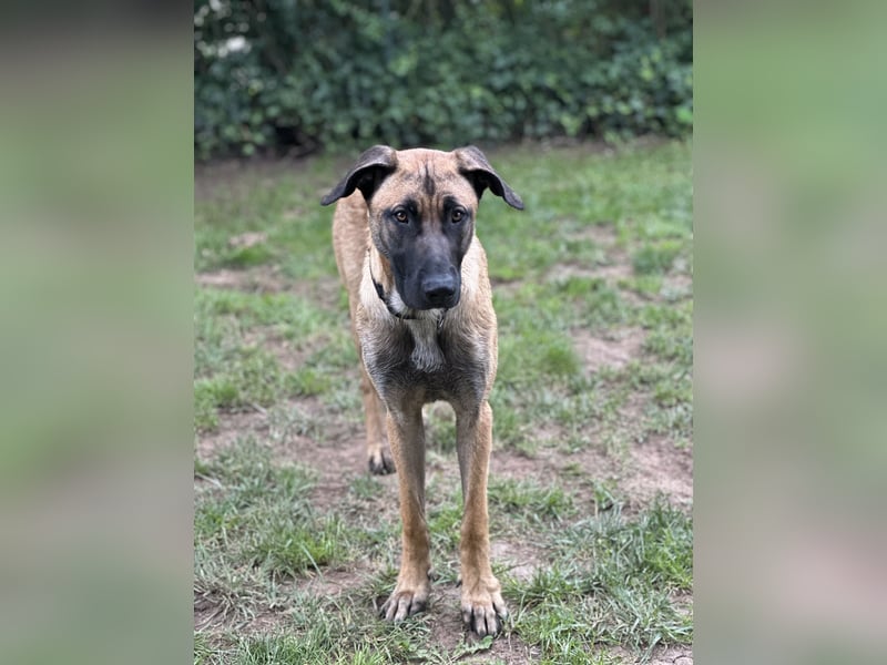 Zuhause für Akira gesucht - eine treue, sensible Gefährtin