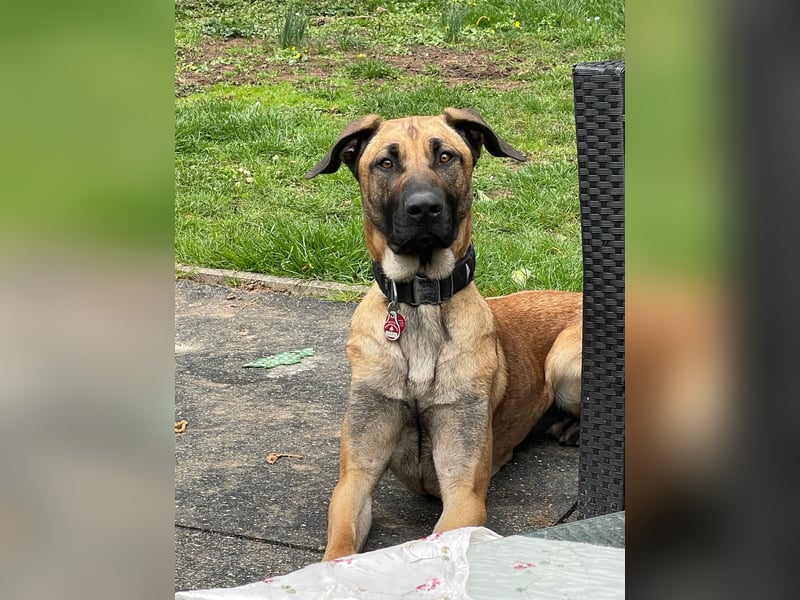 Zuhause für Akira gesucht - eine treue, sensible Gefährtin