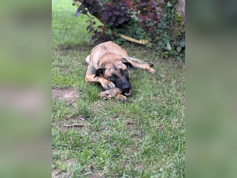 Zuhause für Akira gesucht - eine treue, sensible Gefährtin