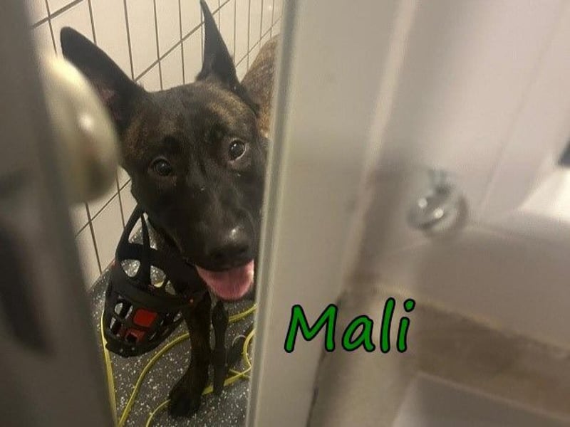 Mali geb 03/2021 (in Deutschland) - X-Herder/Malinois sucht erfahrene Menschen mit Herz und Verstand