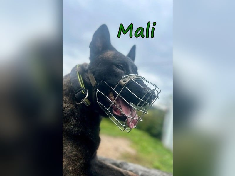 Mali geb 03/2021 (in Deutschland) - X-Herder/Malinois sucht erfahrene Menschen mit Herz und Verstand