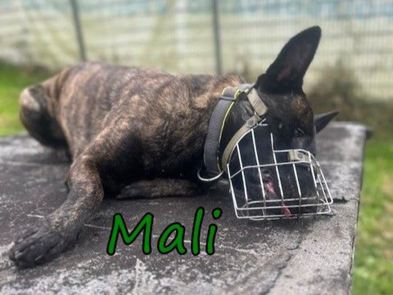 Mali geb 03/2021 (in Deutschland) - X-Herder/Malinois sucht erfahrene Menschen mit Herz und Verstand