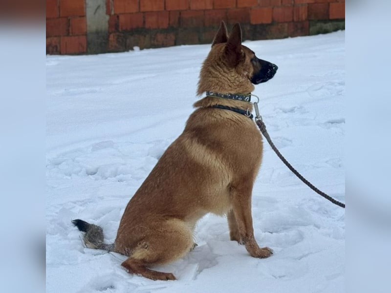 Saba eine treue Seele