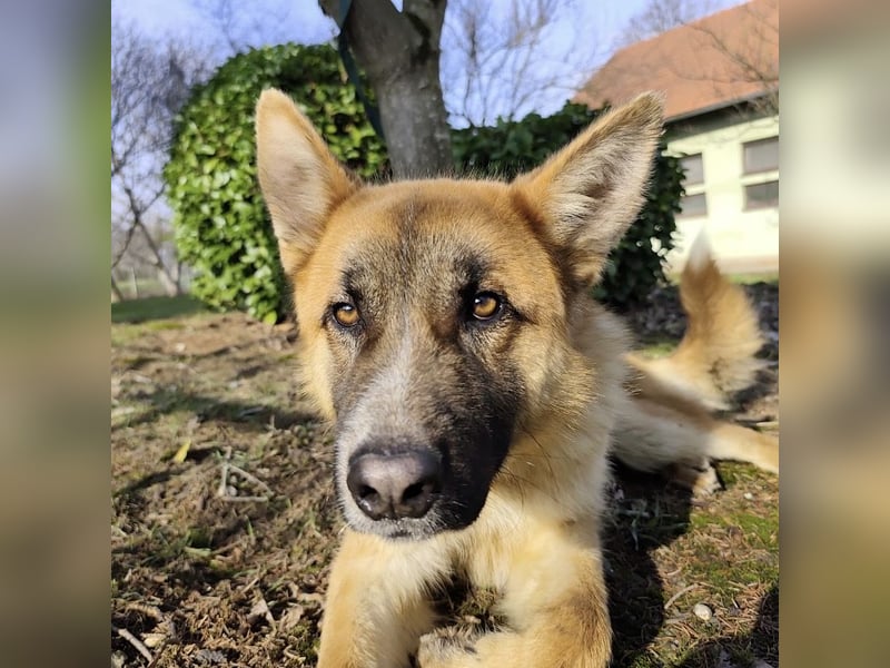 Boris ein wunderhübscher gutmütiger Rüde
