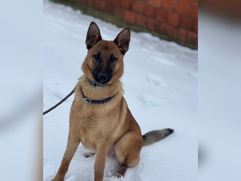 Saba eine treue Seele