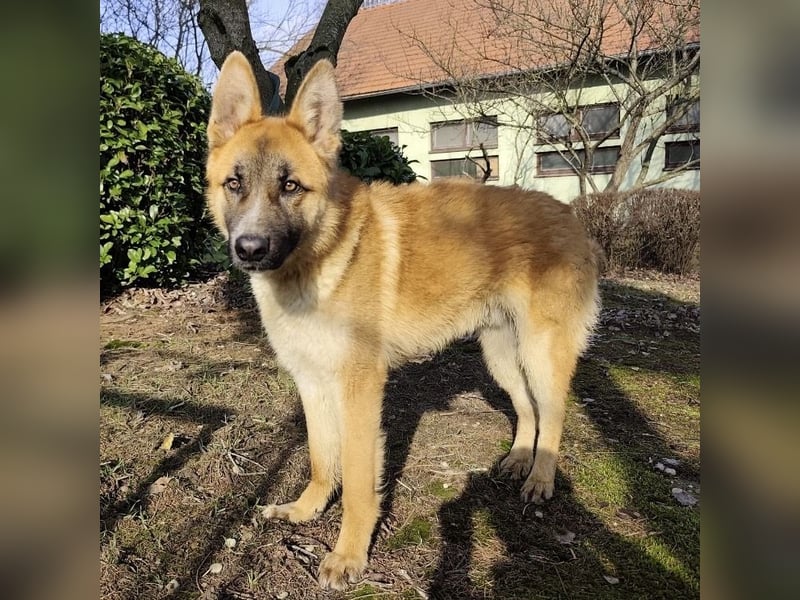 Boris ein wunderhübscher gutmütiger Rüde