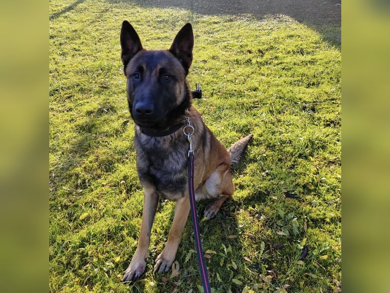 Asher ein Bildhübscher