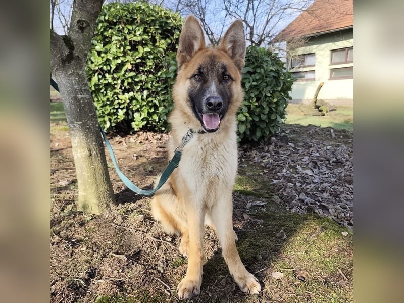 Boris ein wunderhübscher gutmütiger Rüde