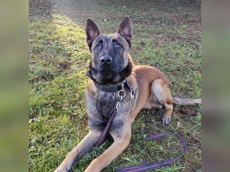 Asher ein Bildhübscher