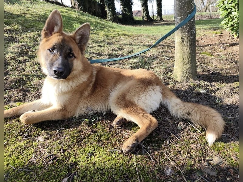 Boris ein wunderhübscher gutmütiger Rüde