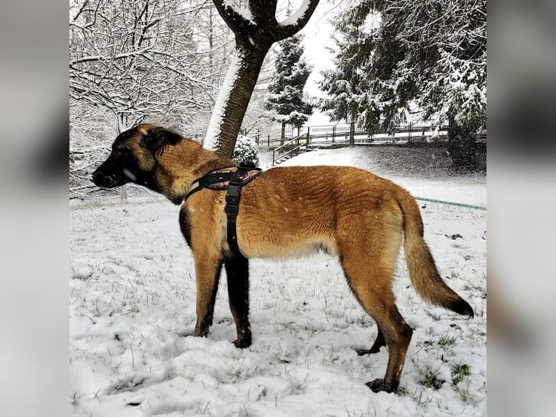 Ranger ein loyaler Freund fürs Leben