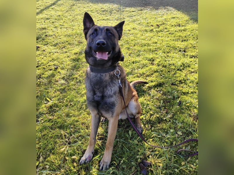 Asher ein Bildhübscher