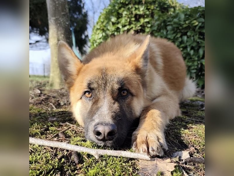Boris ein wunderhübscher gutmütiger Rüde