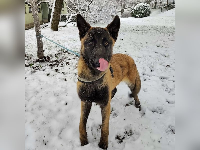 Ranger ein loyaler Freund fürs Leben