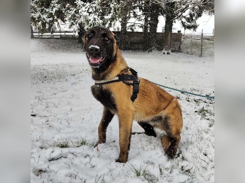 Ranger ein loyaler Freund fürs Leben
