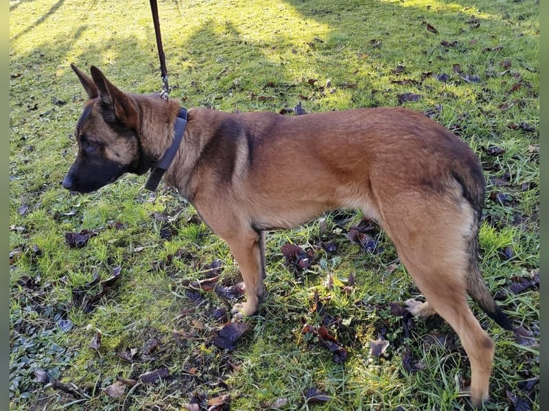 Asher ein Bildhübscher