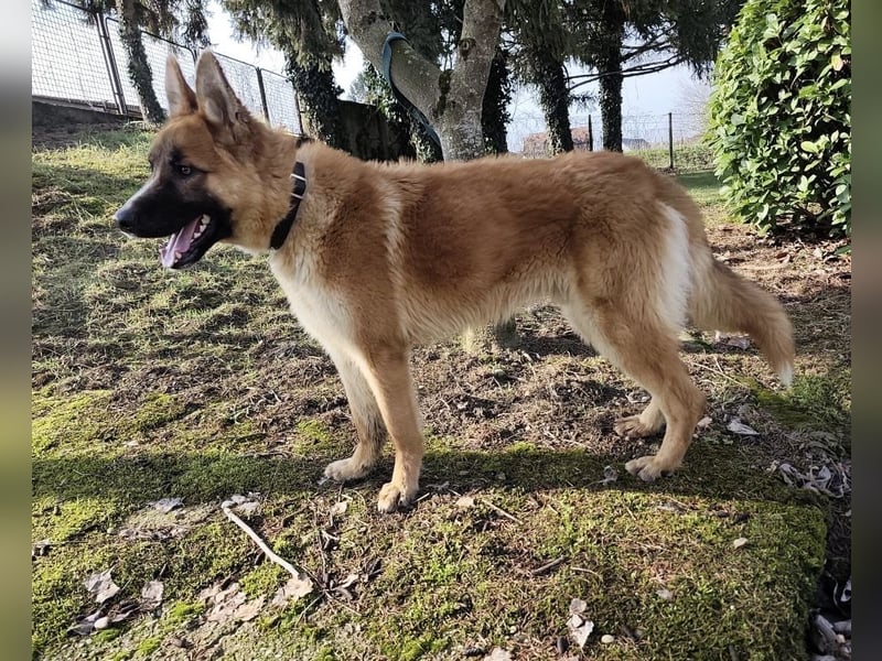 Boris ein wunderhübscher gutmütiger Rüde