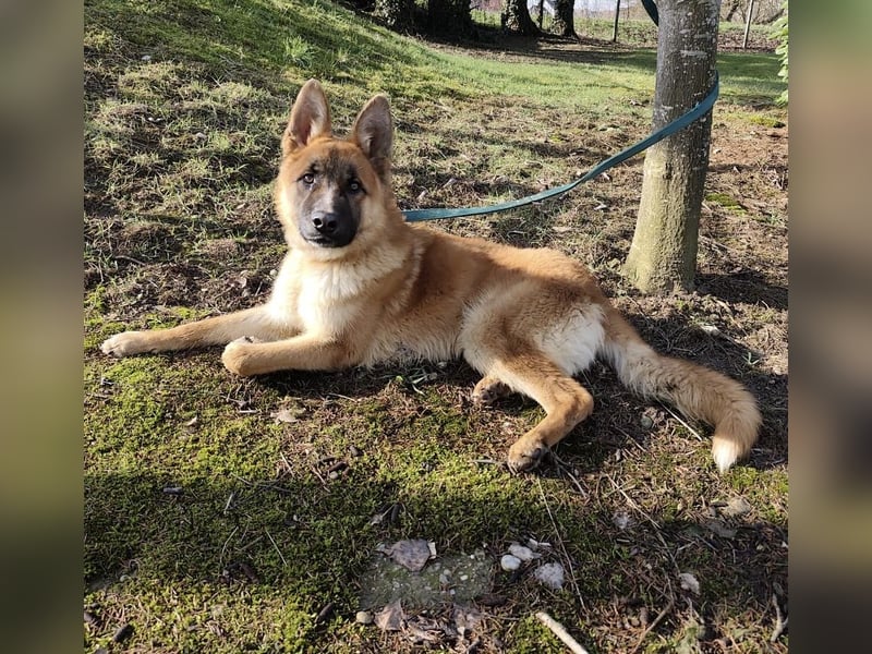 Boris ein wunderhübscher gutmütiger Rüde