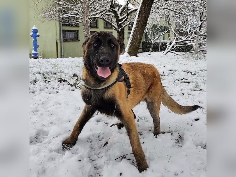Ranger ein loyaler Freund fürs Leben