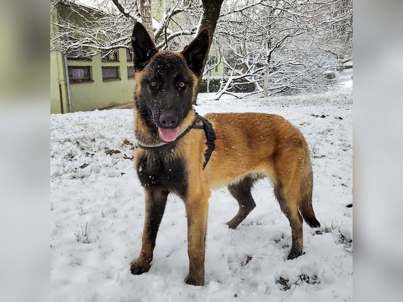 Ranger ein loyaler Freund fürs Leben