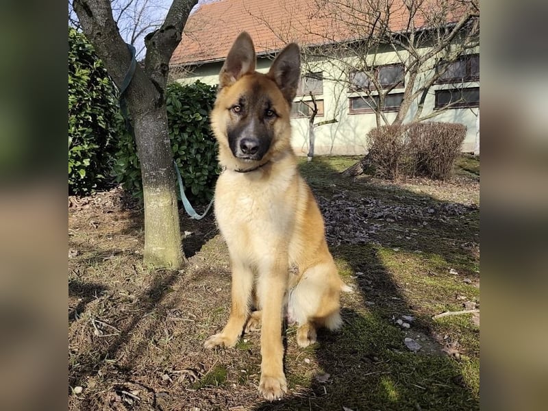 Boris ein wunderhübscher gutmütiger Rüde