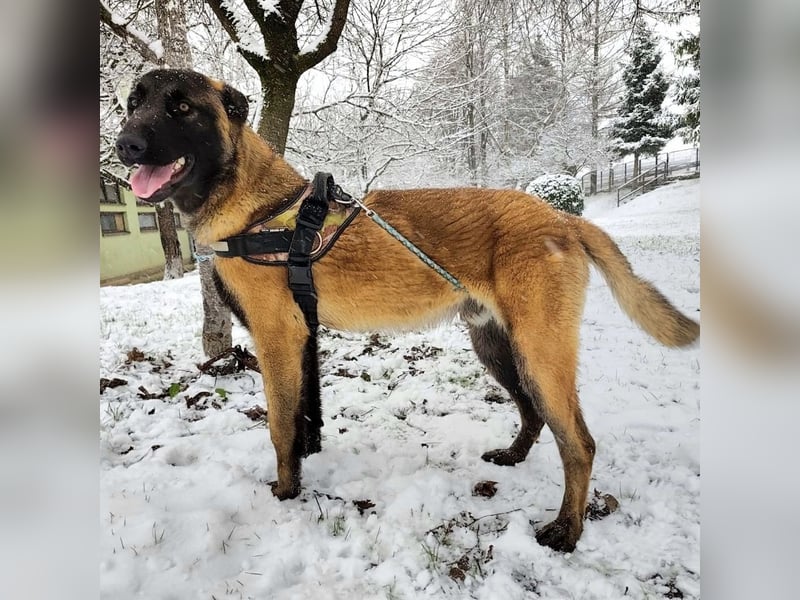 Ranger ein loyaler Freund fürs Leben