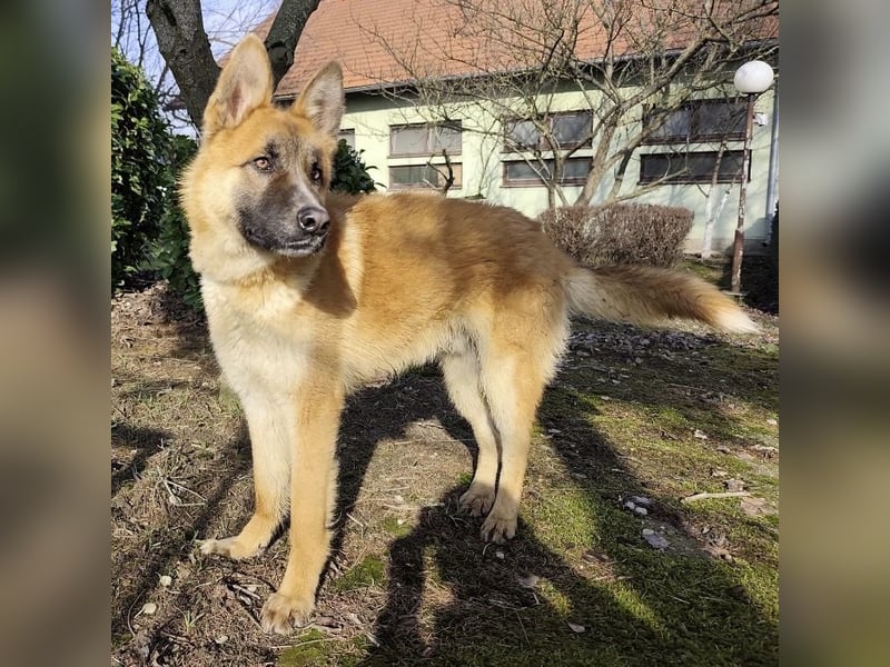 Boris ein wunderhübscher gutmütiger Rüde