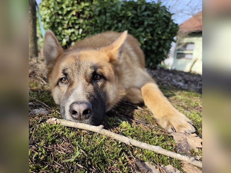 Boris ein wunderhübscher gutmütiger Rüde
