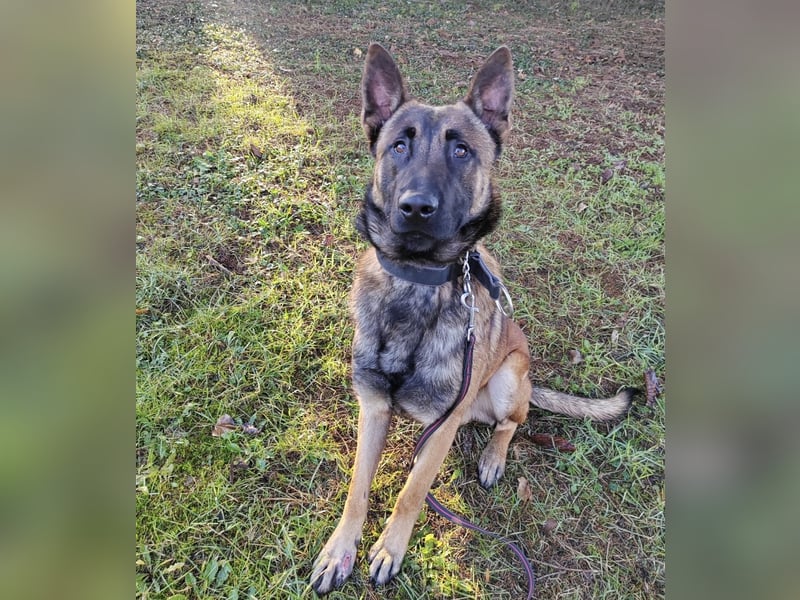 Asher ein Bildhübscher