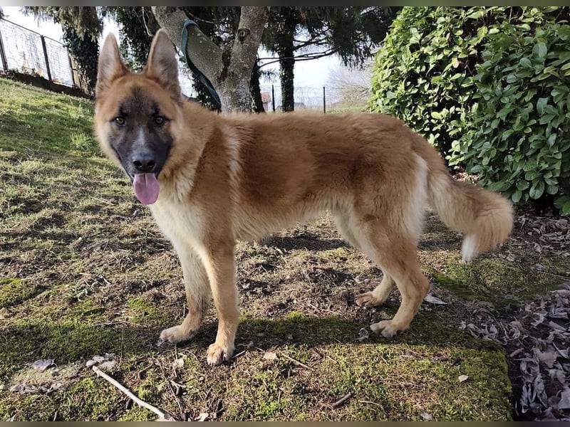 Boris ein wunderhübscher gutmütiger Rüde