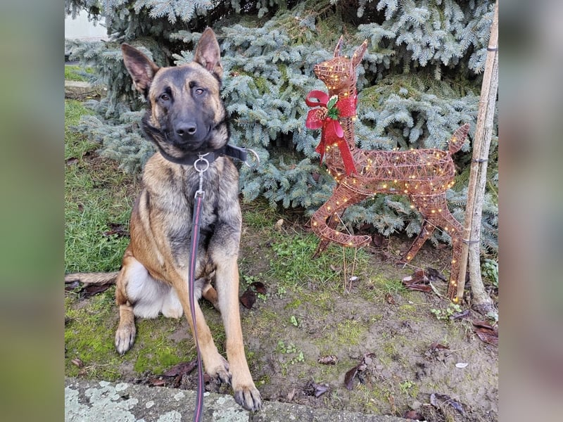 Asher ein Bildhübscher