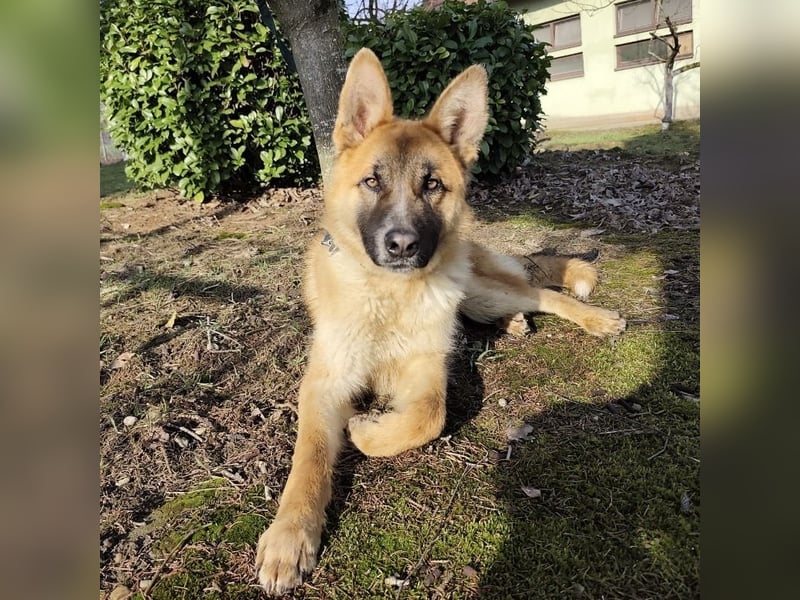 Boris ein wunderhübscher gutmütiger Rüde
