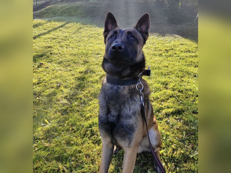 Asher ein Bildhübscher