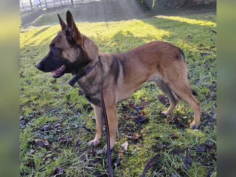 Asher ein Bildhübscher