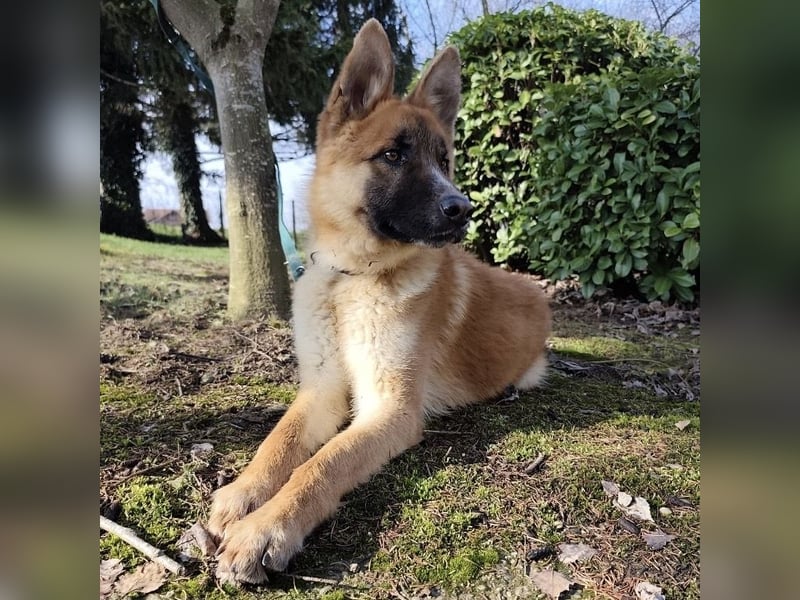 Boris ein wunderhübscher gutmütiger Rüde