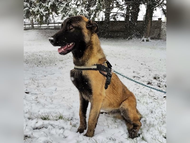 Ranger ein loyaler Freund fürs Leben