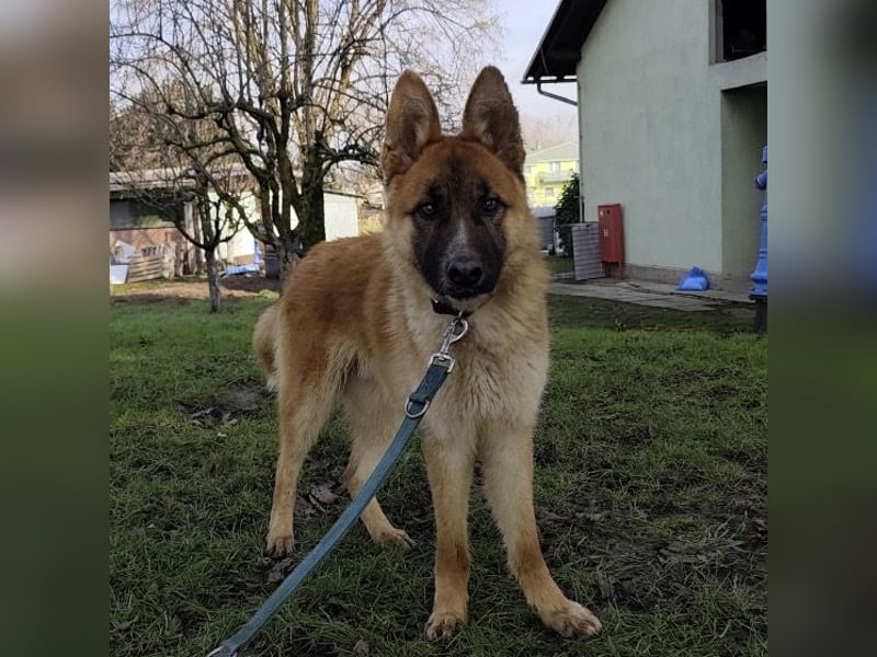 Boris ein wunderhübscher gutmütiger Rüde